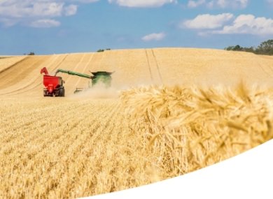 Teilweise abgeernteter Gerstenacker im Sonnenlicht, mit einem Mähdrescher und Traktor in der Ferne.
