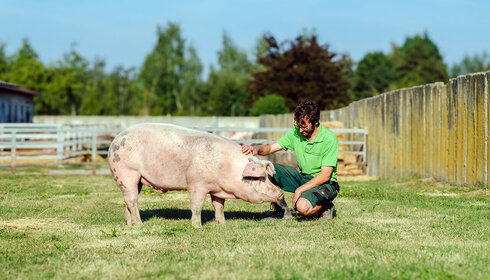 Ein Landwirt beugt sich auf einer grünen Wiese herunter und streichelt ein Schwein.