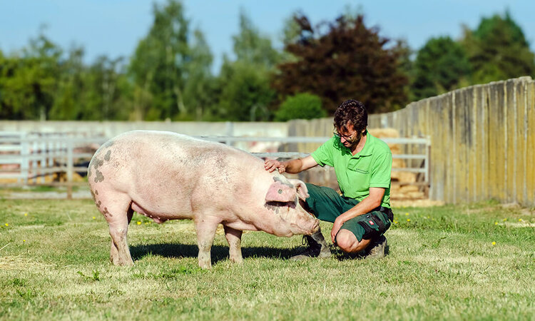 Ein Landwirt beugt sich auf einer grünen Wiese herunter und streichelt ein Schwein.