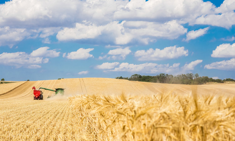 Mähdrescher und Traktor bei der Gerstenernte auf einem weiten Feld.
