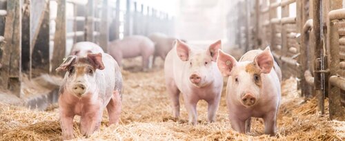 Ferkel spielen im weichen Stroh und genießen ihre Umgebung in einem Stall.