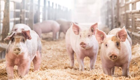 Ferkel im Stroh – Geborgenheit und Wohlbefinden in der Landwirtschaft Ferkel, Stroh, Wallhausen, Unternehmensverbund, WM Agrar
