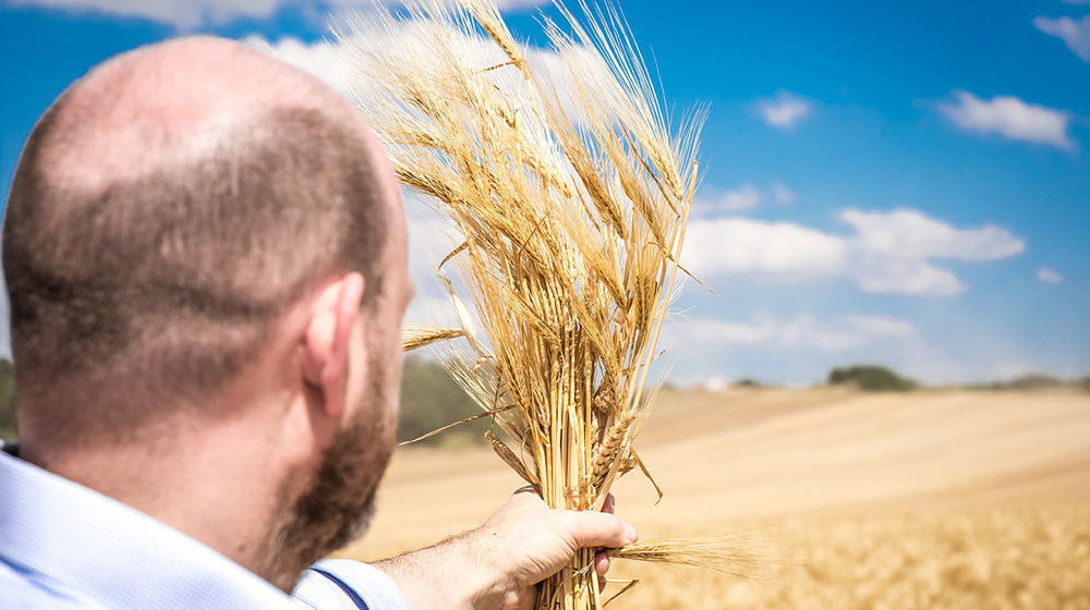 Ein Bauer hebt ein Bündel Gerste auf dem Feld hoch und überprüft die Qualität der Ernte.